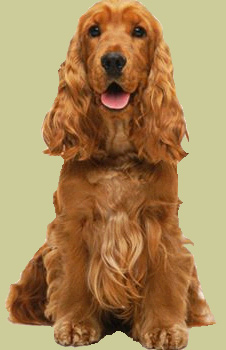 Tanatorio de animales domesticos